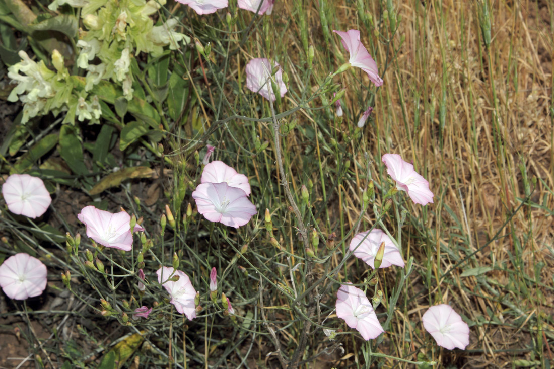 Image of Convolvulus pseudocantabrica specimen.