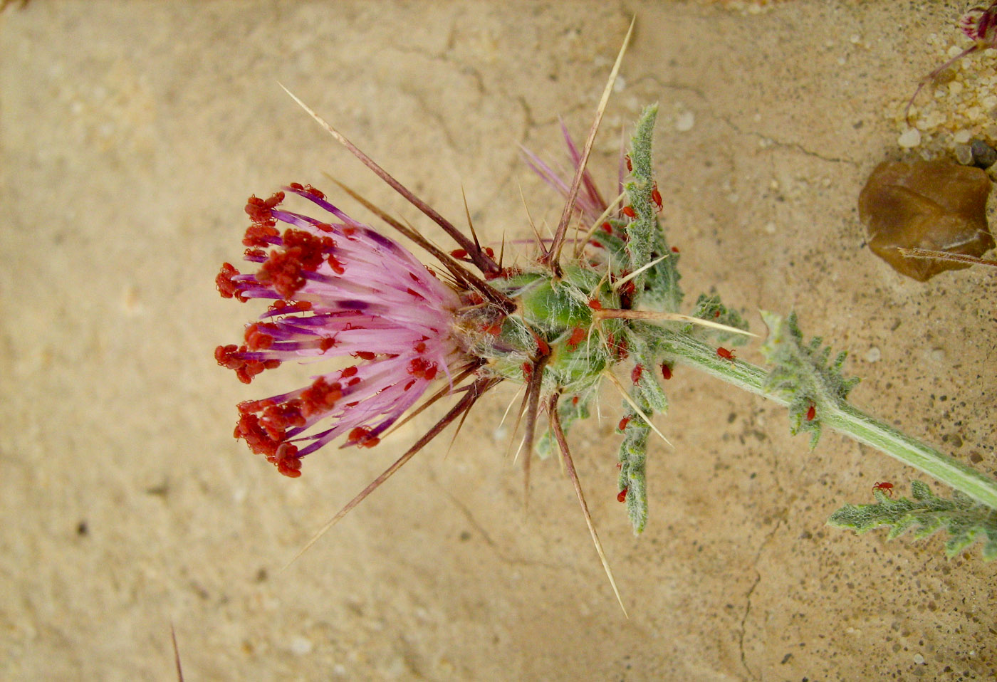 Изображение особи Centaurea eryngioides.