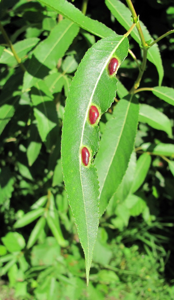 Image of Salix &times; meyeriana specimen.