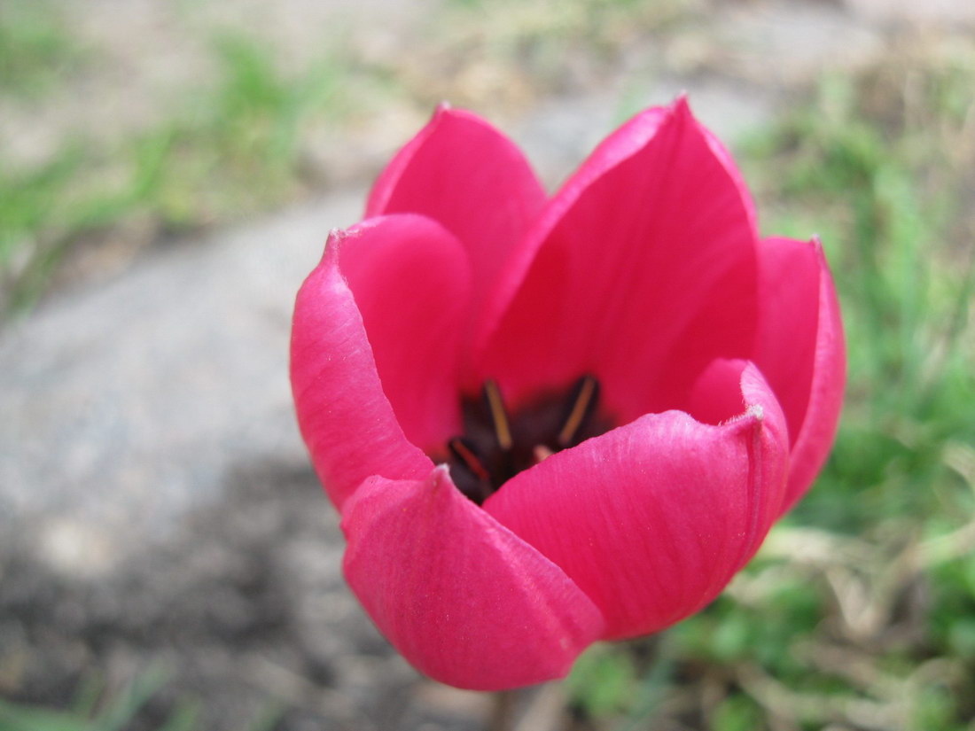 Image of Tulipa humilis specimen.