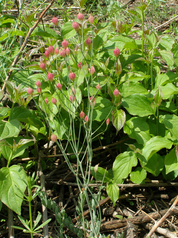 Изображение особи Bongardia chrysogonum.