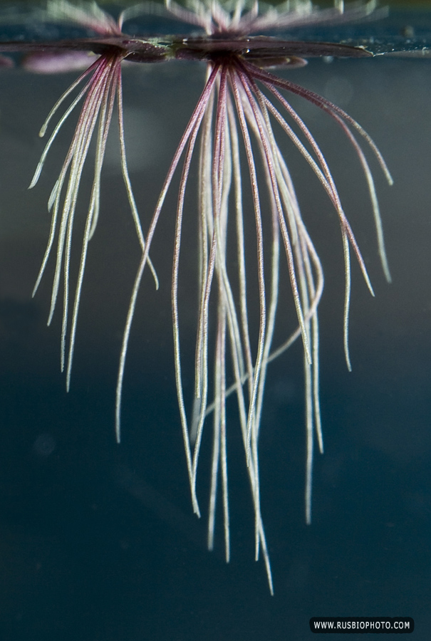 Image of Spirodela polyrhiza specimen.