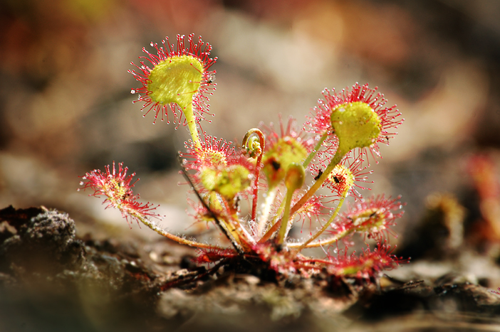 Image of Drosera rotundifolia specimen.