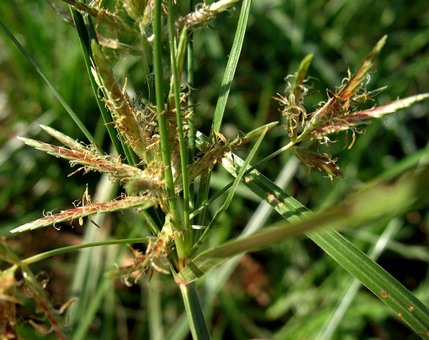 Изображение особи Cyperus rotundus.