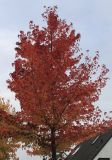 Liquidambar styraciflua