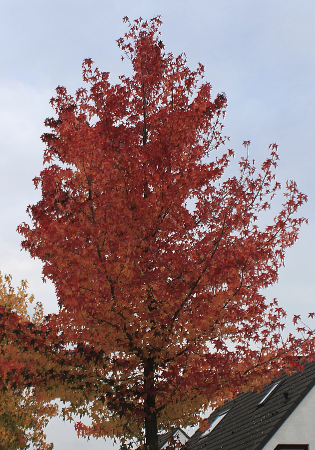 Изображение особи Liquidambar styraciflua.