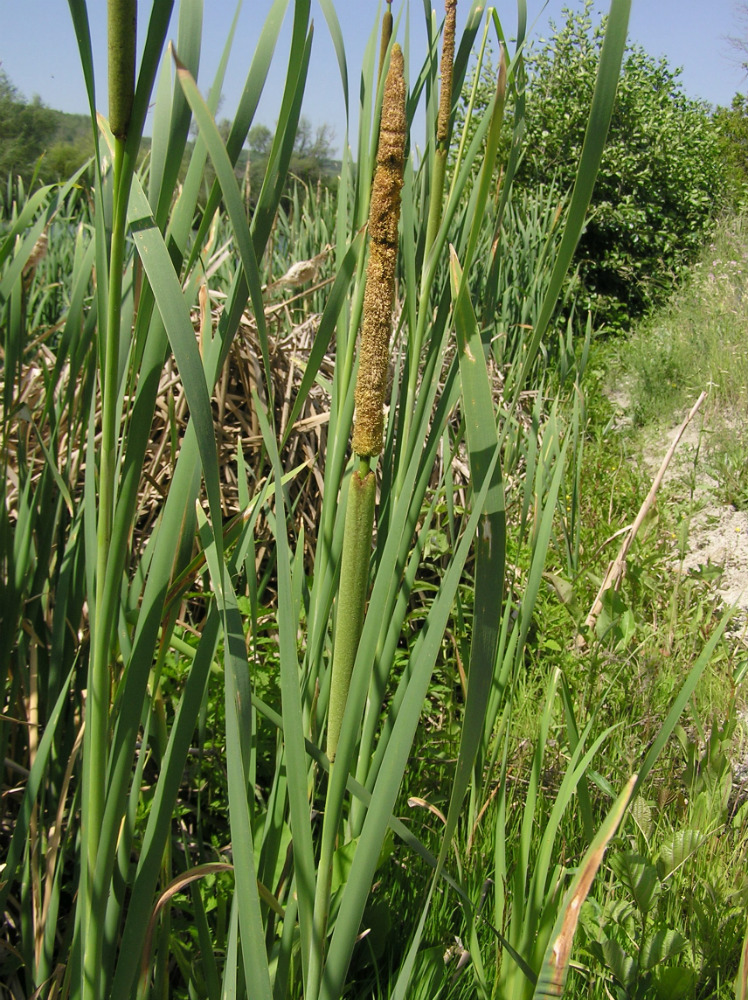 Изображение особи Typha &times; glauca.