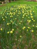 Narcissus pseudonarcissus. Цветущие растения. Узбекистан, г. Ташкент, пос. Улугбек. 26.03.2005.