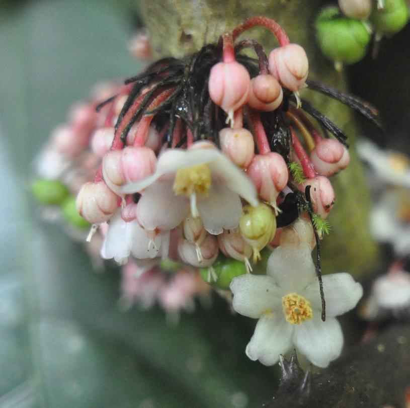 Image of genus Saurauia specimen.