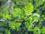 Caragana arborescens. Молодые побеги. Санкт-Петербург. 12 мая 2009 г.