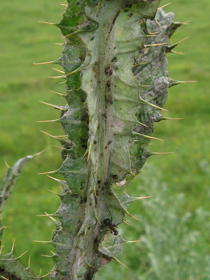 Image of Onopordum acanthium specimen.