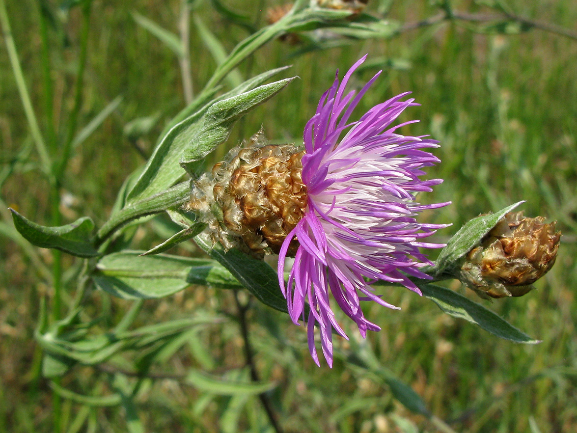 Изображение особи Centaurea jacea.