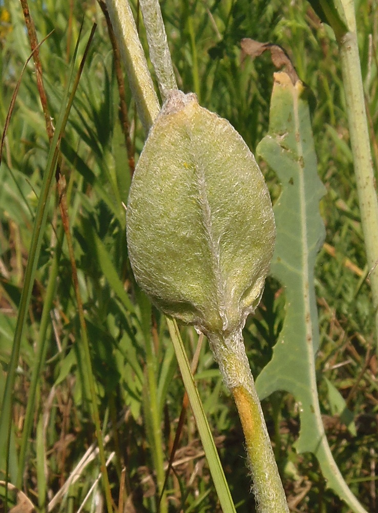 Image of Lychnis coronaria specimen.