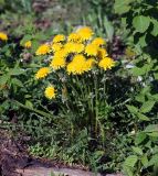 Taraxacum officinale. Цветущее растение. Московская обл., Раменский р-н, окр. ж.-д. платформы Хрипань, залежь. 16.05.2013.