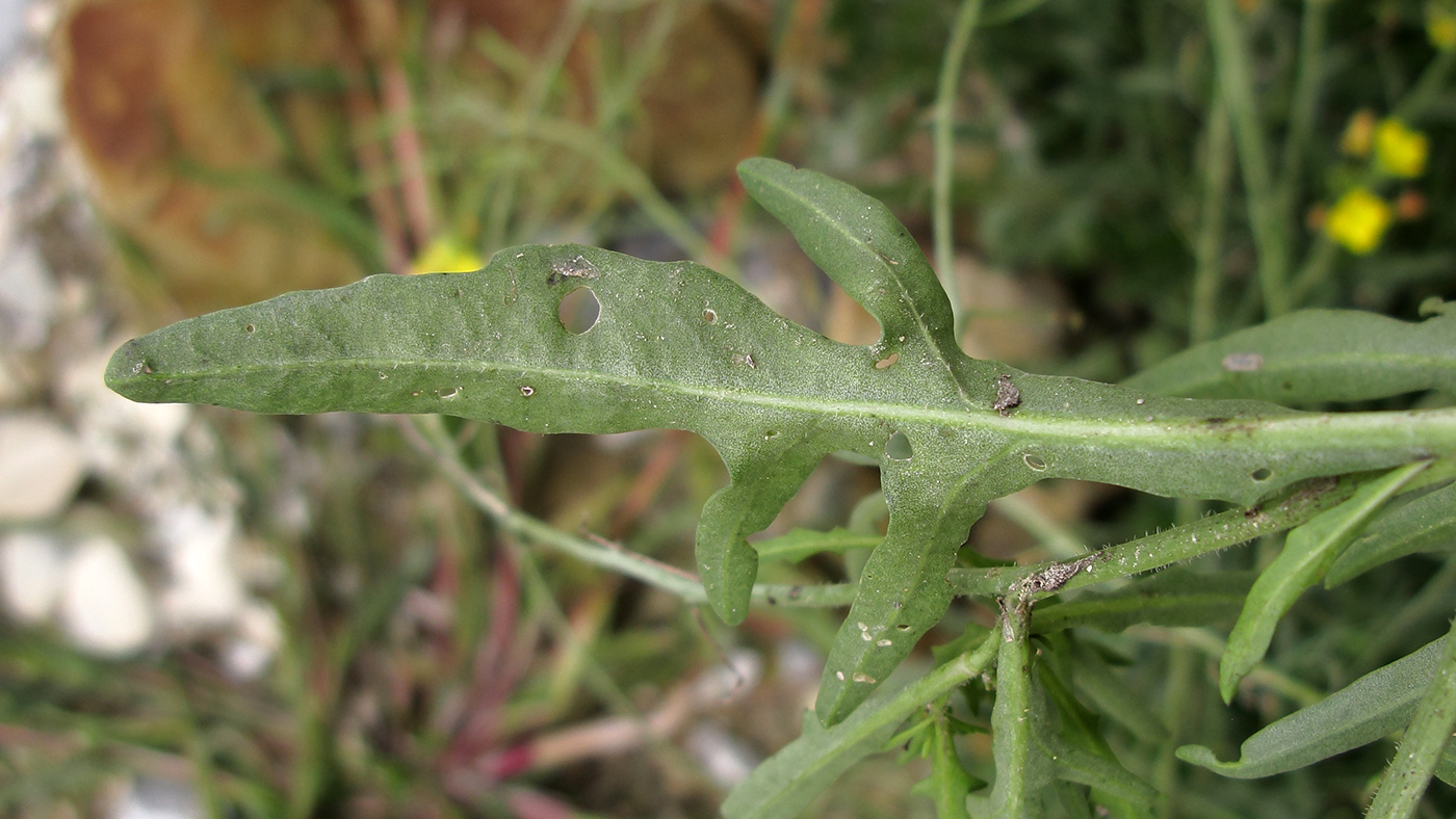 Изображение особи Diplotaxis tenuifolia.