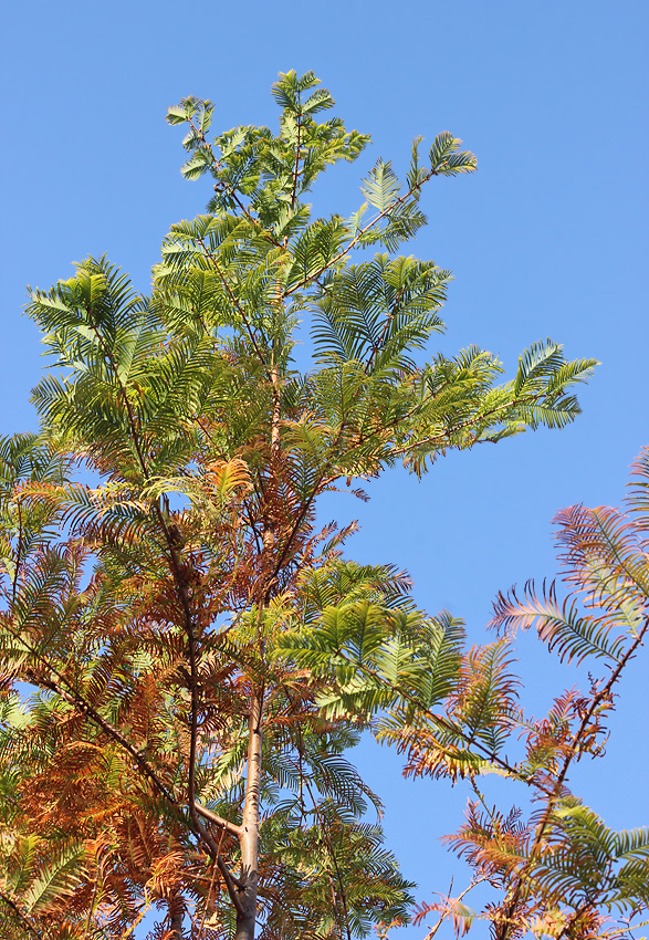 Image of Metasequoia glyptostroboides specimen.