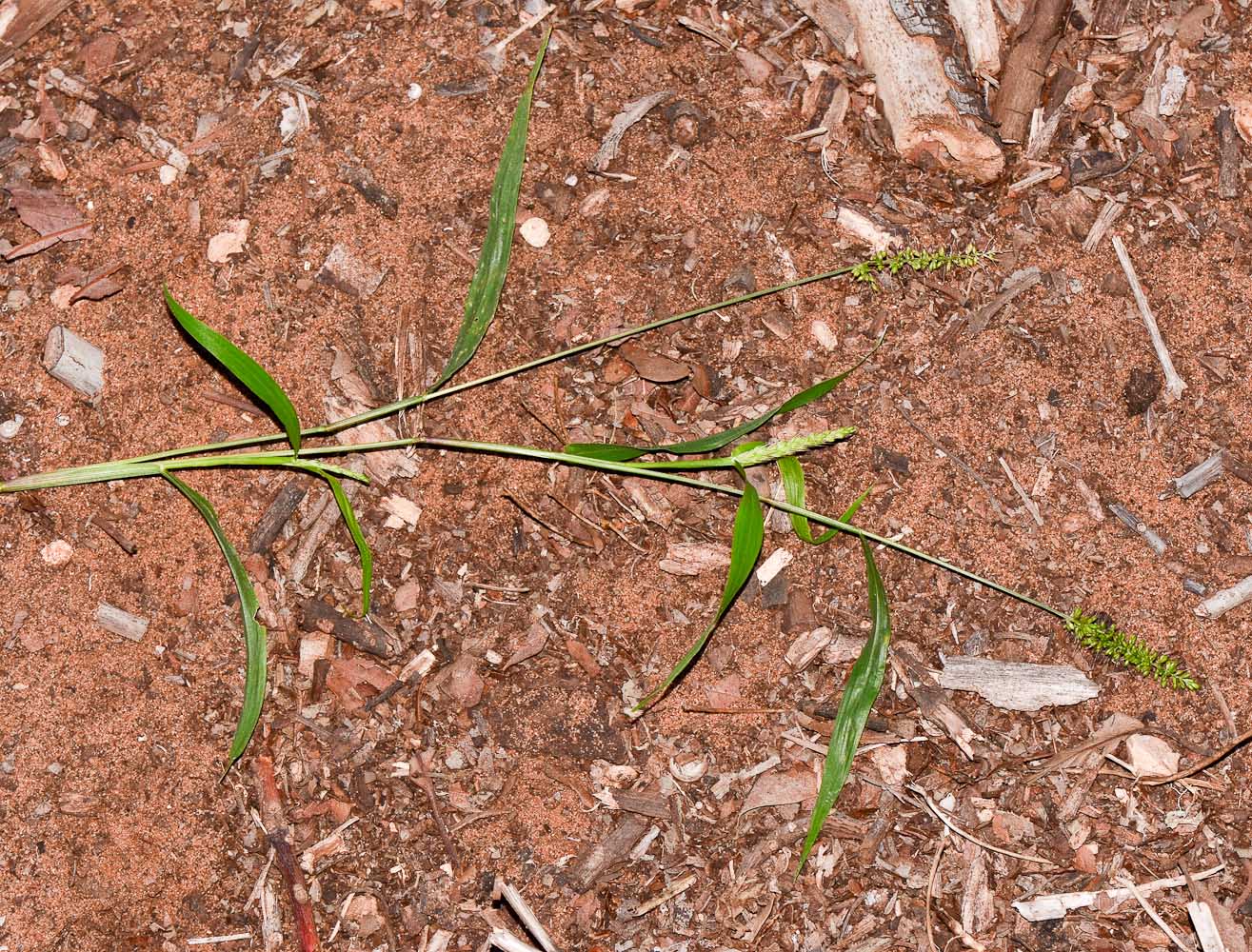 Image of Setaria adhaerens specimen.