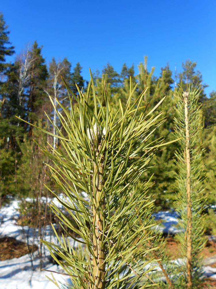 Изображение особи Pinus sylvestris.