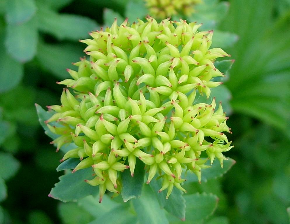 Image of Rhodiola rosea specimen.