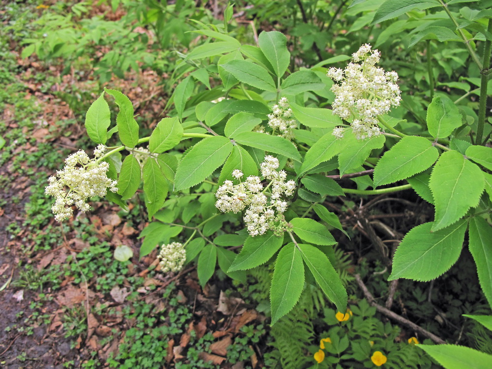 Изображение особи Sambucus racemosa.