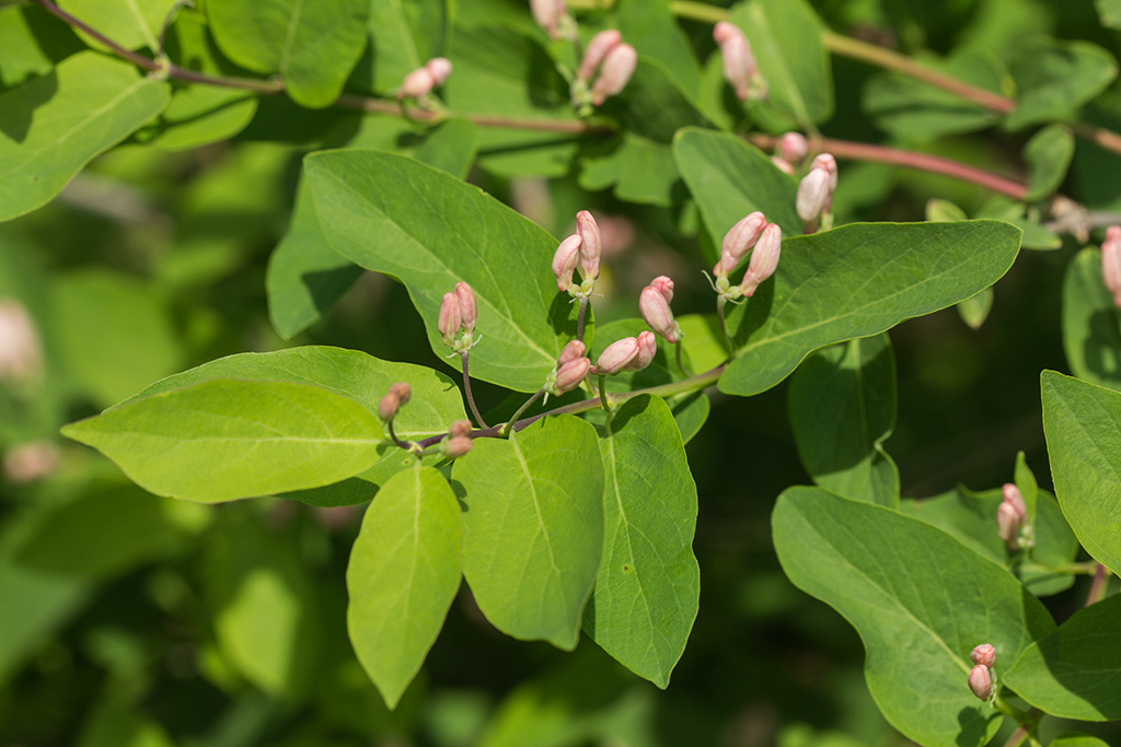 Image of Lonicera tatarica specimen.