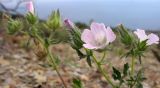 Malva setigera