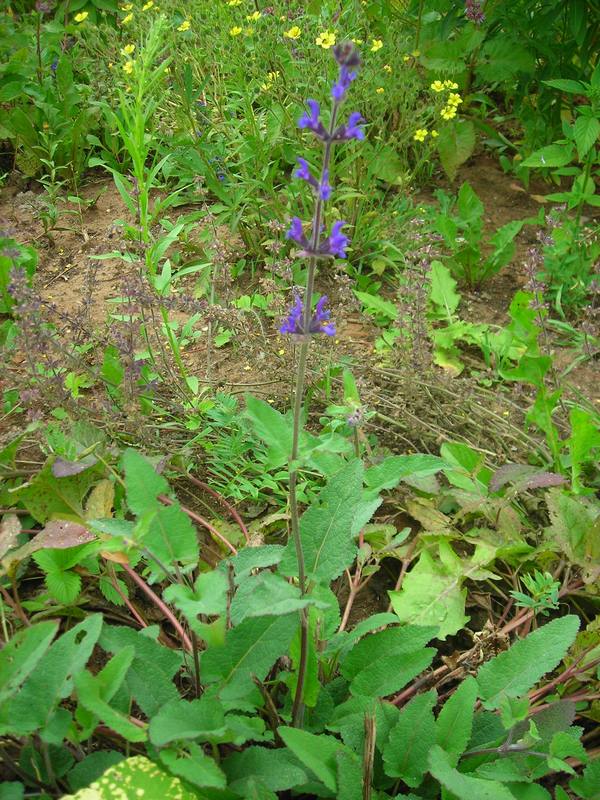 Image of Salvia stepposa specimen.