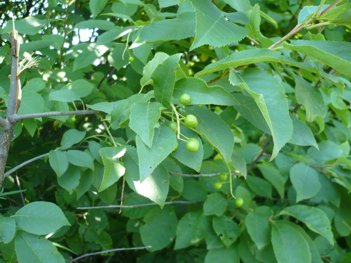 Image of Padus virginiana specimen.