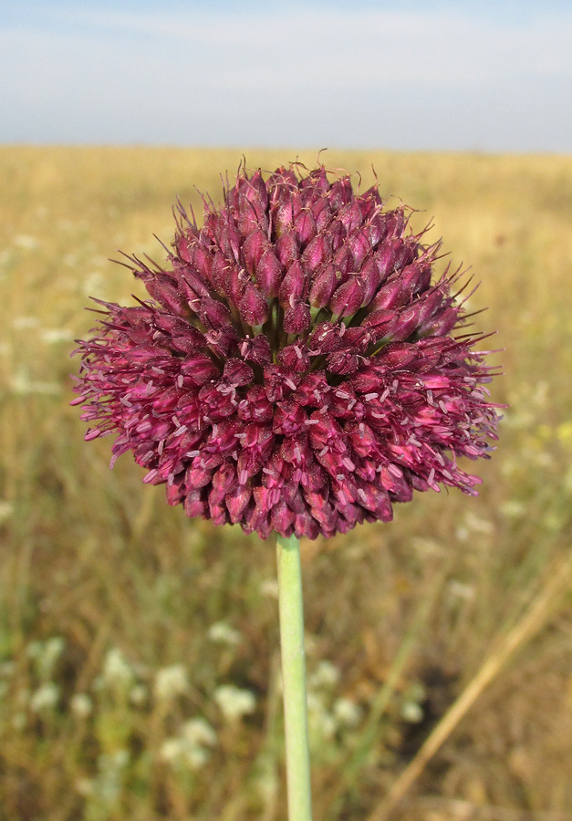 Изображение особи Allium sphaerocephalon.