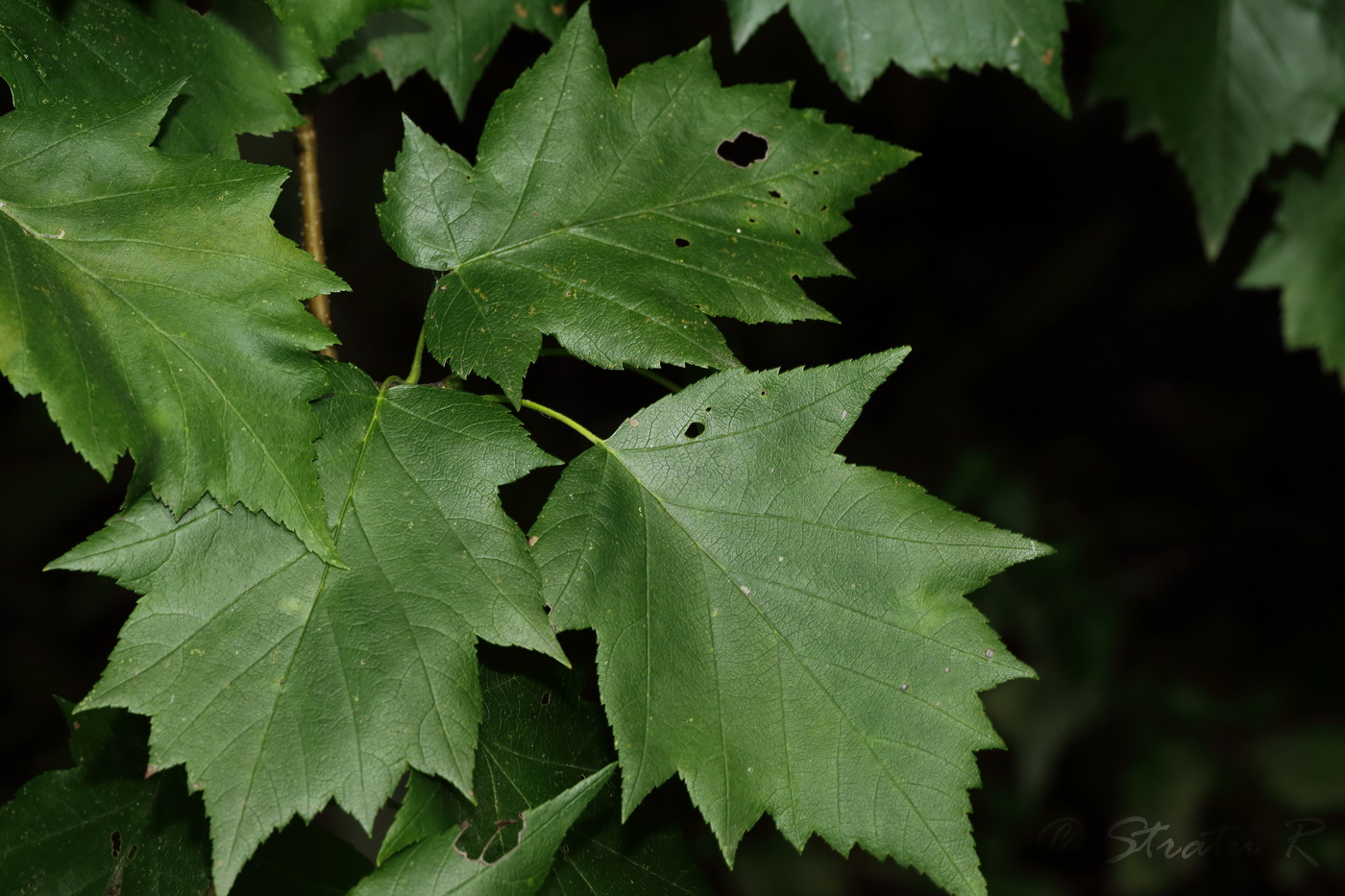 Image of Sorbus torminalis specimen.