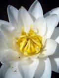 Nymphaea candida. Фрагмент цветка с отдыхающей мухой. Ярославль, излучина в низовьях р. Которосль. 3 августа 2014 г.