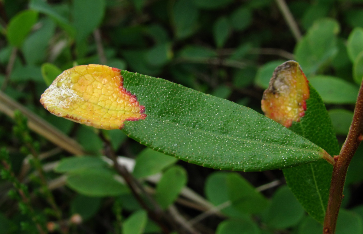 Image of Chamaedaphne calyculata specimen.