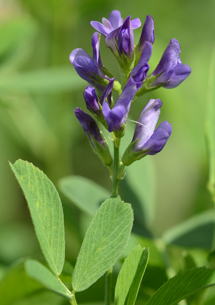 Image of Medicago sativa specimen.