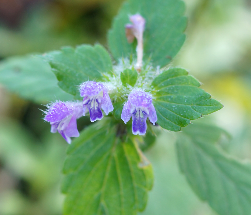 Изображение особи Galeopsis bifida.