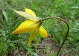 Tulipa biebersteiniana