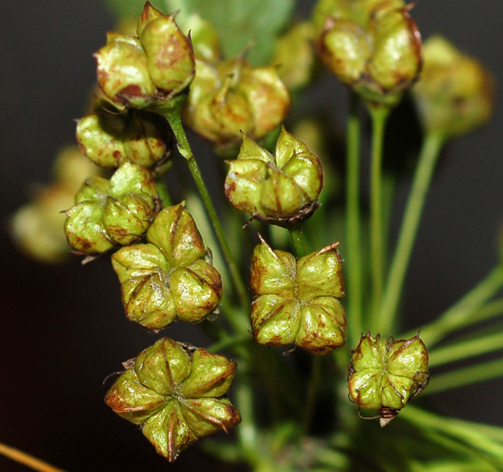 Image of Physocarpus opulifolius specimen.