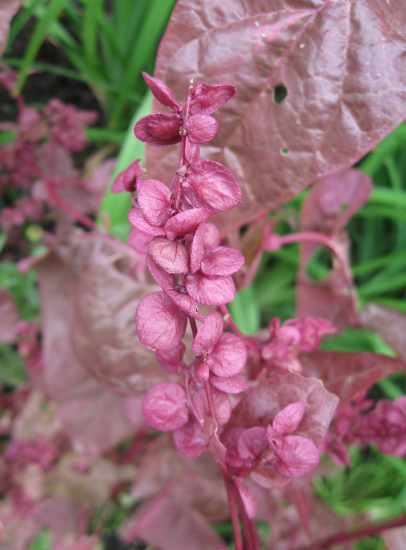 Изображение особи Atriplex hortensis.