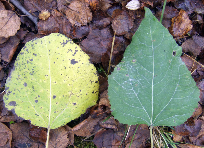 Image of Populus tremula specimen.