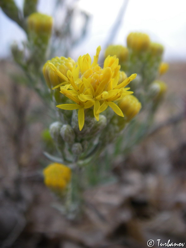 Image of Galatella villosa specimen.