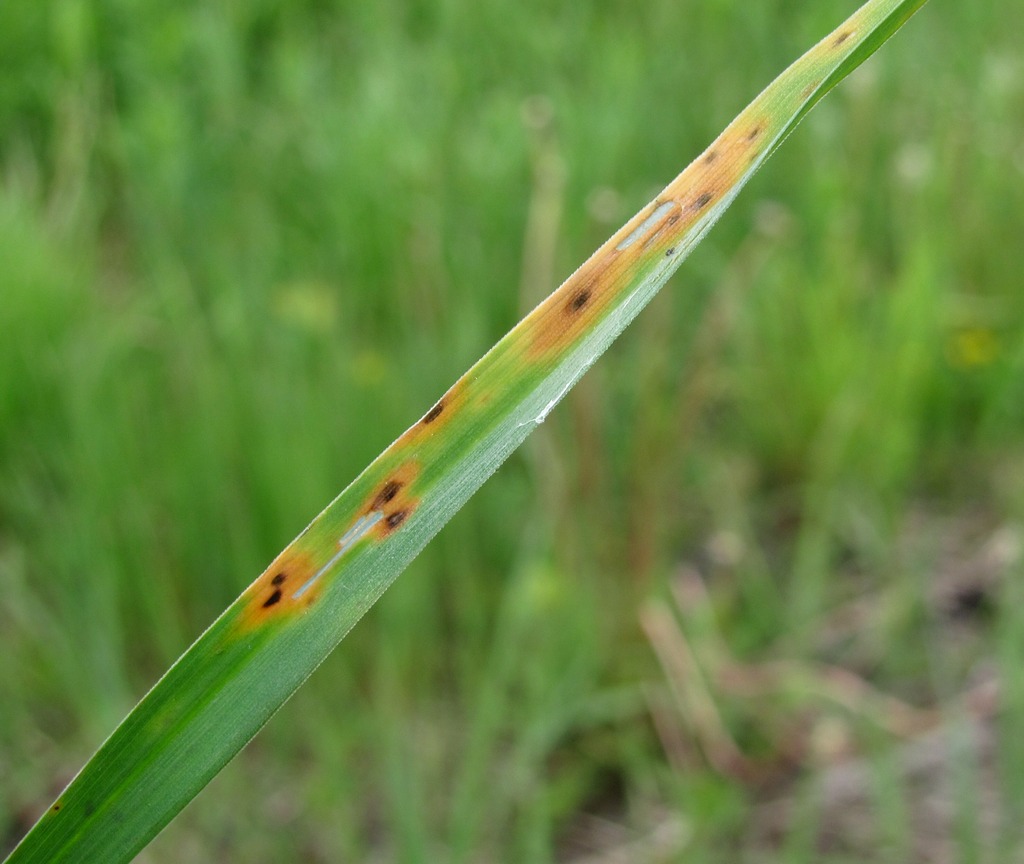 Image of Dactylis glomerata specimen.