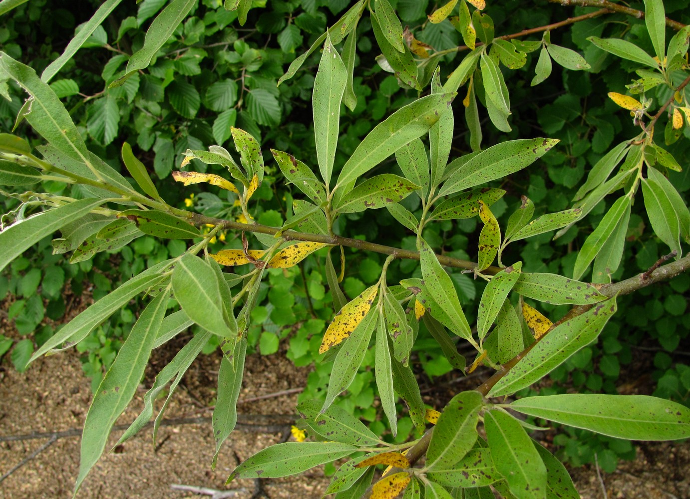 Image of Salix gmelinii specimen.