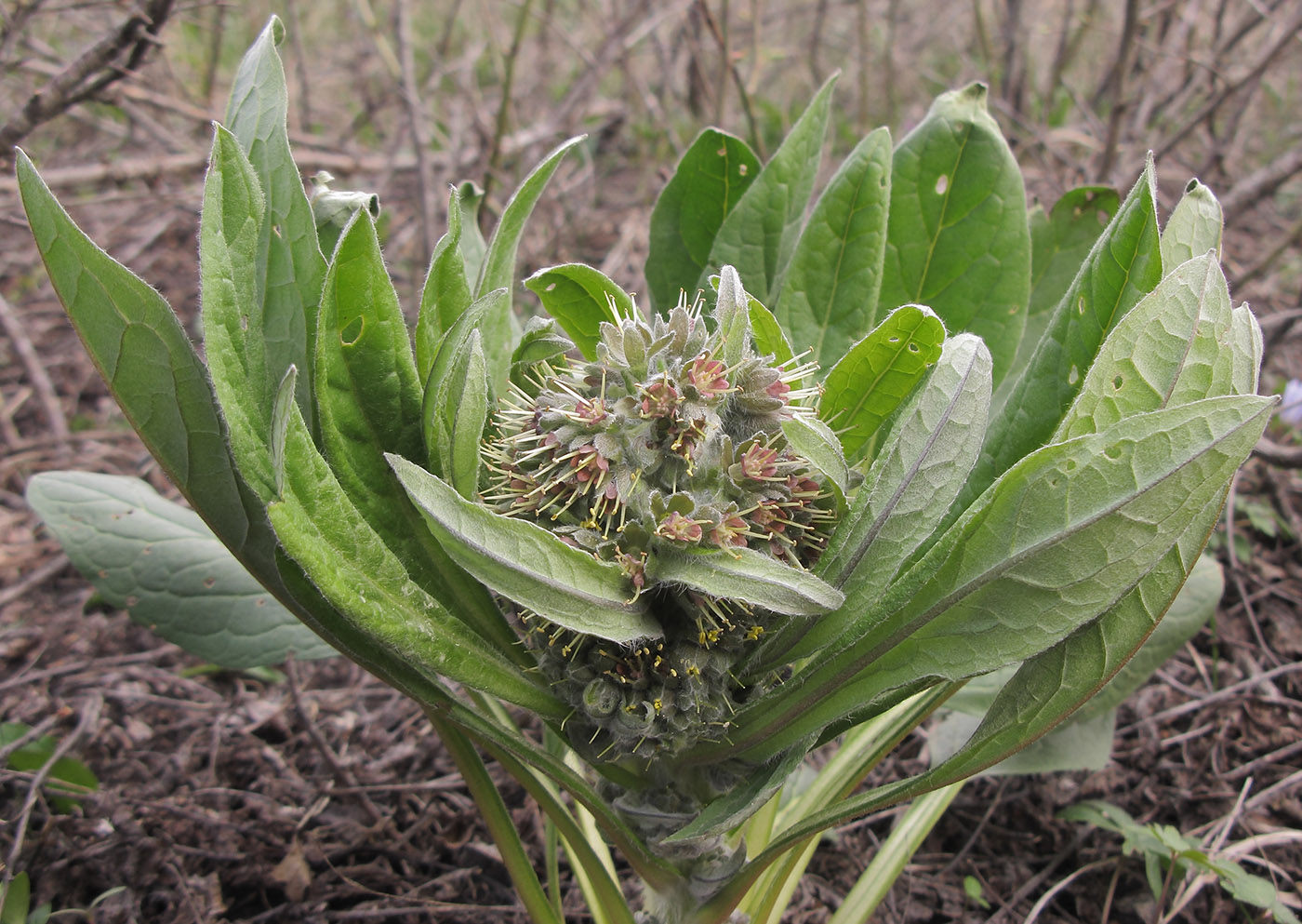 Изображение особи Solenanthus biebersteinii.