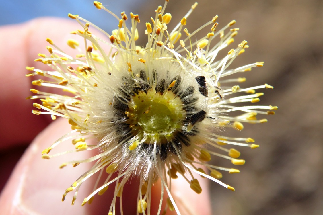 Image of Salix caprea specimen.