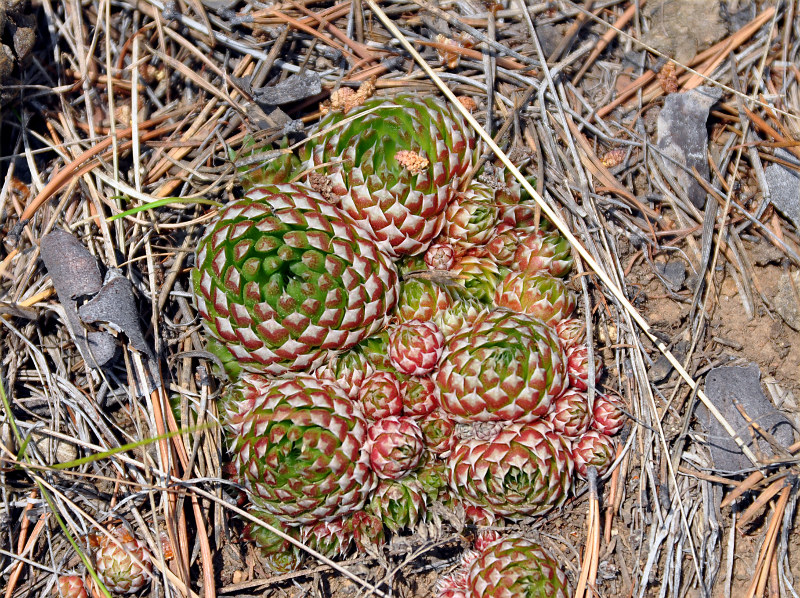 Image of Orostachys spinosa specimen.