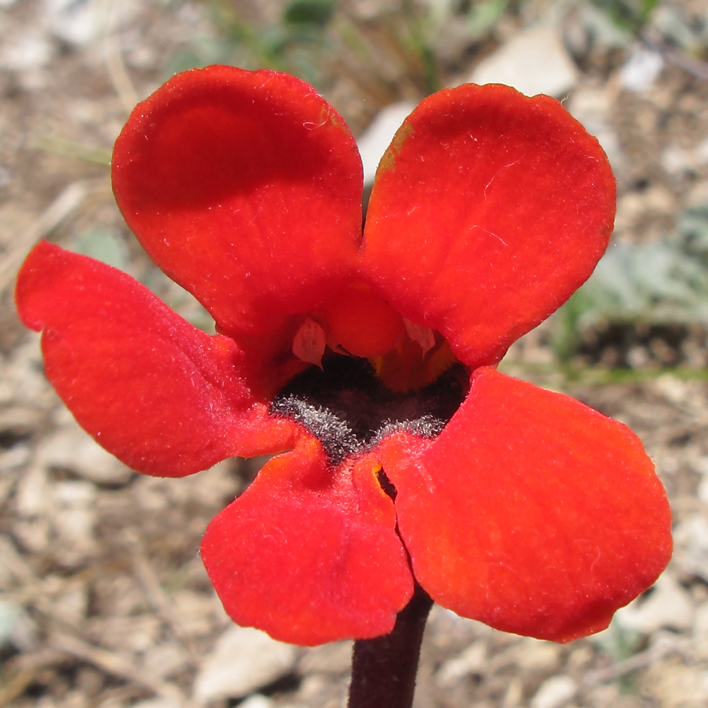 Image of Phelypaea coccinea specimen.