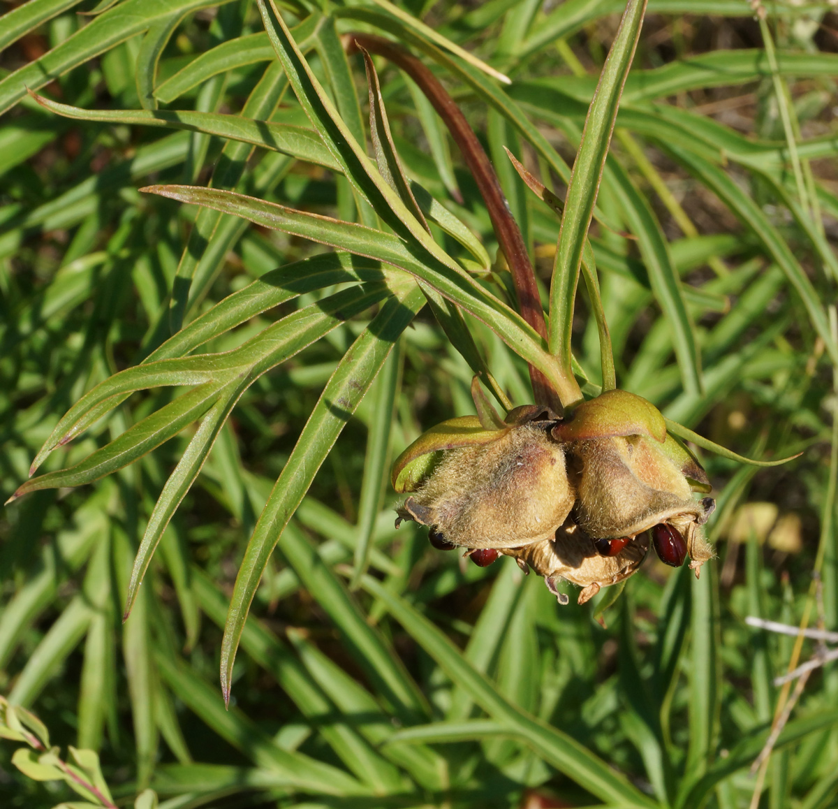 Изображение особи Paeonia hybrida.