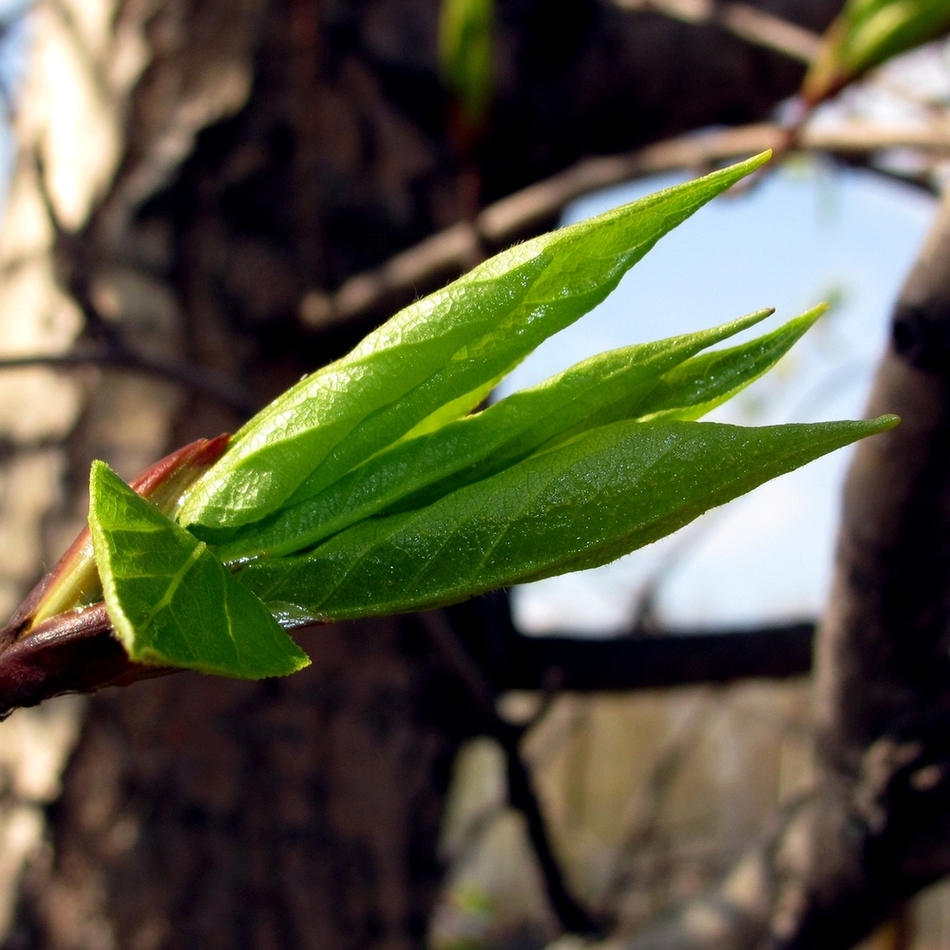 Image of genus Populus specimen.