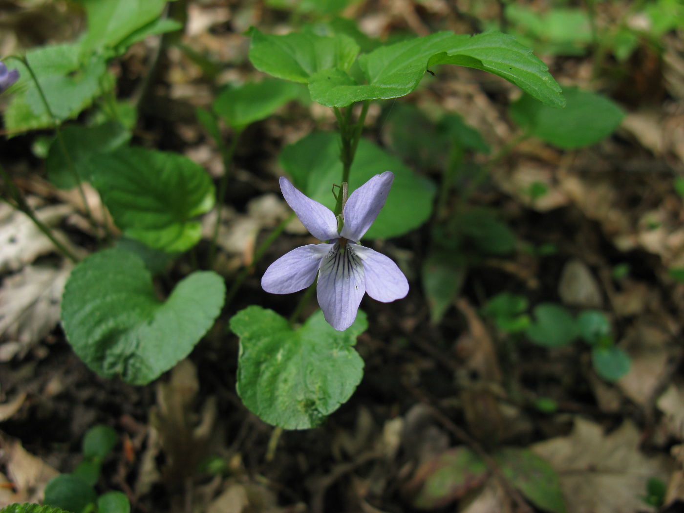 Изображение особи Viola reichenbachiana.