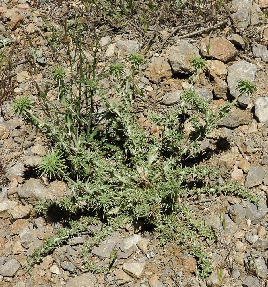 Image of Cousinia libanotica specimen.