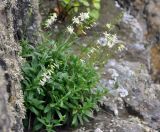 Silene foliosa. Цветущие растения. Приморье, окр. пос. Терней, скалы в устье реки Серебрянки. 02.08.2015.